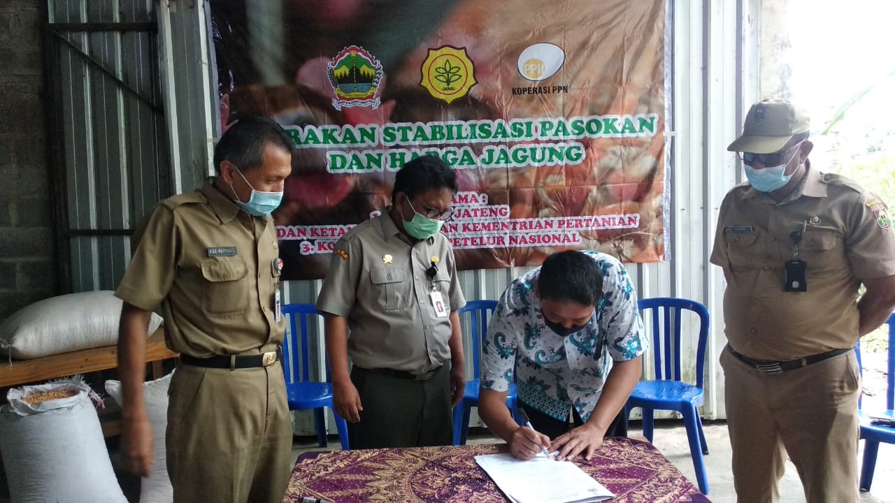 Stabilkan Harga Jagung, Dinas Ketahanan Pangan Jawa Tengah Bersama Seknas BUMP Indonesia Berikan Bantuan Kepada Peternak Ayam Petelur Boyolali